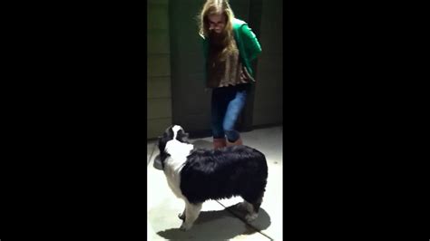 Mom dog humping female daughter : r/Dogtraining